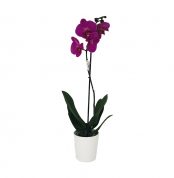 50-cm-orkide